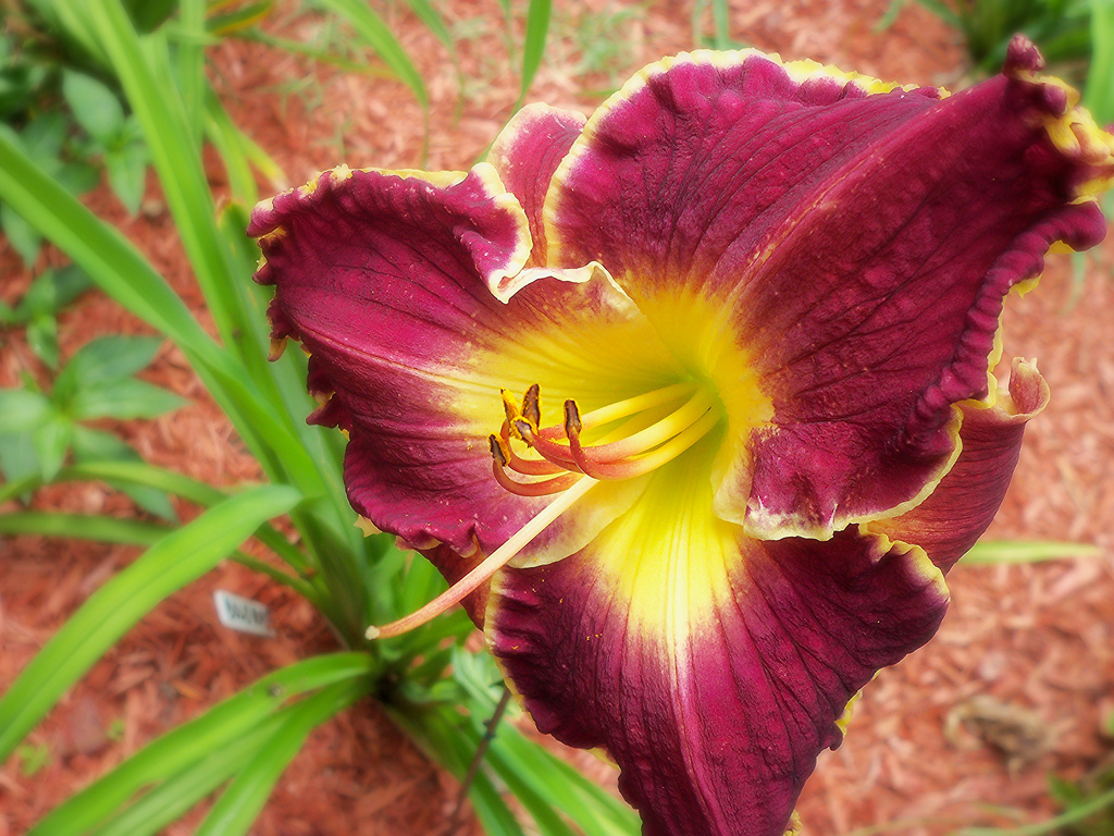 The 'Perfect Perennial' Blossoms During Daylily Show.